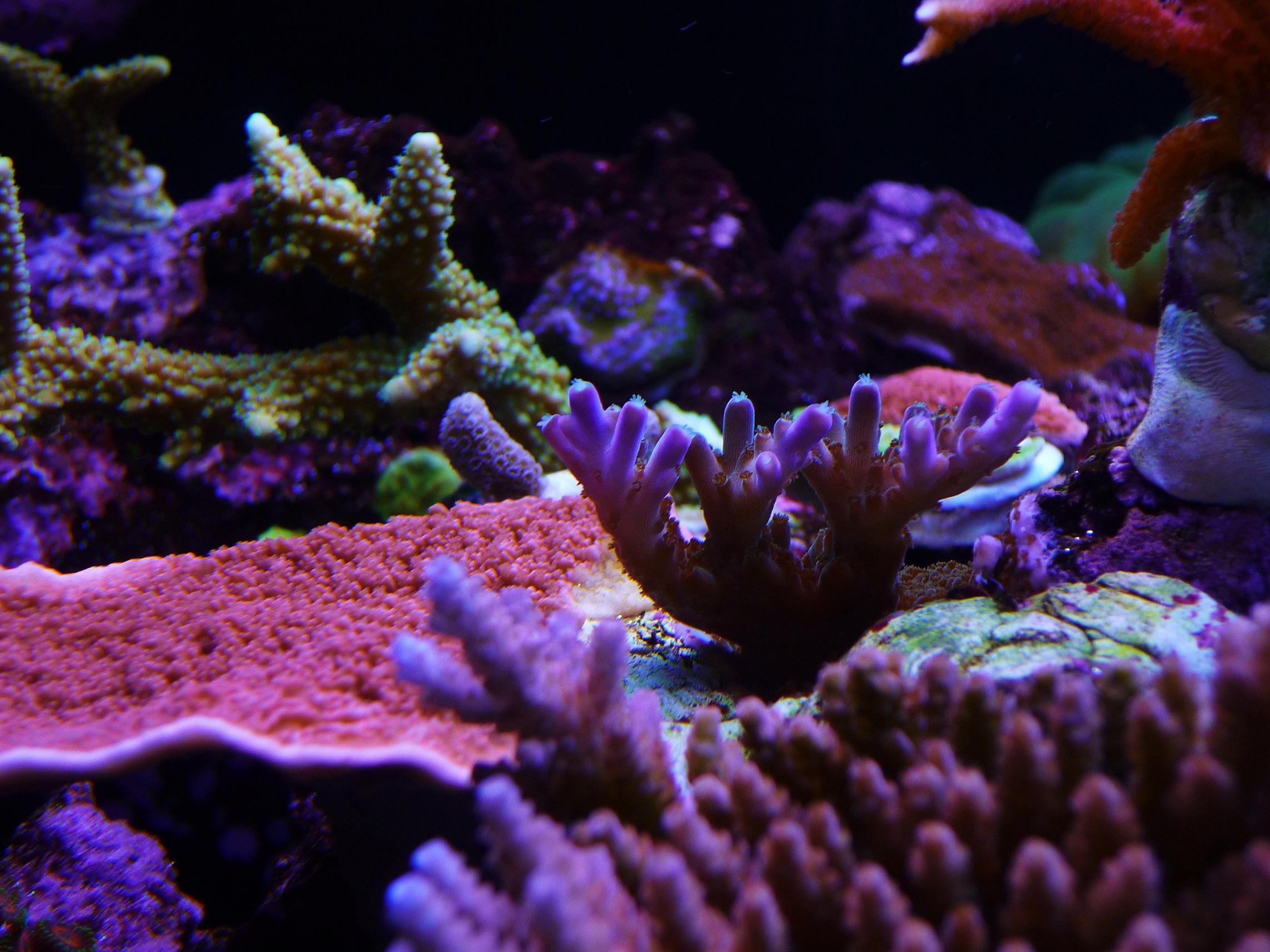 Reef Cube