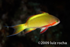 Pseudanthias huchti 