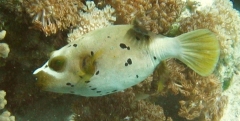 Arothron Nigropunctatus ( Blackspotted puffer )