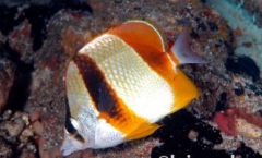 Chaetodon robustus 