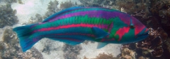 Thalassoma purpureum