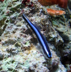 Neon goby