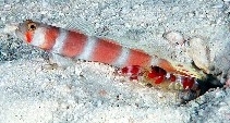 Spottail shrimp goby (Amblyeleotris Laifasciata)