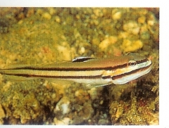 Twostripe sleeper goby