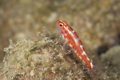 Red Spotted Goby (Trimma rubromaculatus) 