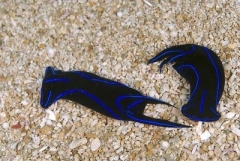 Blue Striped nudibranch ( Chelidonura varians) 