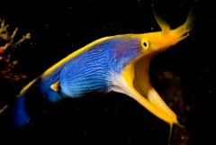 Blue Ribbon Eel ( Rhinomuraena Quaesita )