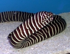 Zebra moray ( Gymnomuraena Zebra)