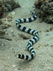 Banded snake eel ( Myrichthys Colubrinus )