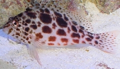 Spotted hawkfish