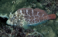 Leopard blenny