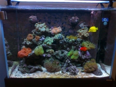 My 3ft Tank