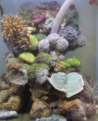 BB Reef Tank