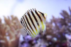 multibarred angelfish (Centropyge multifasciatus  )