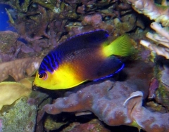 Centropyge nahackyi   Nahacky's angelfish