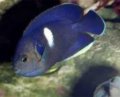 Keyhole Angelfish ( Centropyge tibicen  )