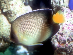 Cream Angelfish (Apolemichthys xanthurus)