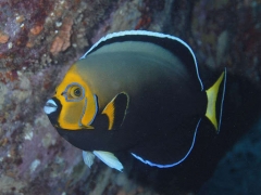 Conspicuous Angelfish ( Chaetodontoplus conspicillatus  )