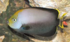 poma angelfish (Chaetodontoplus melanosoma )