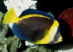 Scribbled Angelfish (Chaetodontoplus duboulayi)