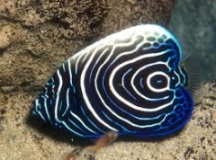 Emperor Angelfish (Pomacanthus imperator) - Juvenile