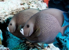 Gray Angelfish (Pomacanthus arcuatus) - Adult