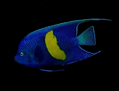 Maculosus Angelfish (Pomacanthus maculosus)