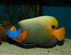 Blueface Angelfish (Pomacanthus xanthometopon)