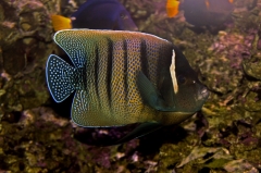 Six Bar Angelfish (Pomacanthus sexstriatus)