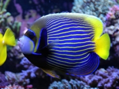 Emperor Angelfish (Pomacanthus imperator) - Adult