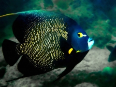 french Angelfish ( Pomacanthus paru  ) - Adult