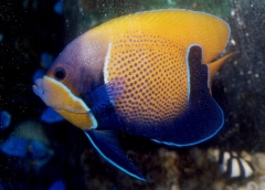 Majestic Angelfish (Pomacanthus navarchus)