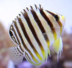 Multibar Angelfish (Paracentropyge multifasciata)