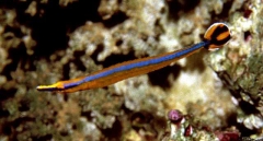 bluestripe pipefish (Doryrhamphus excisus)