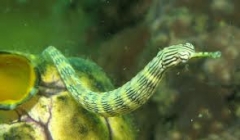 Dragon pipe ( Corythoichthys haematopterus )