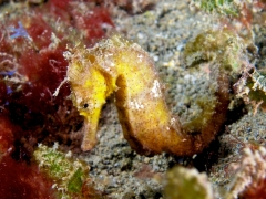 Kuda Seahorse  (Hippocampus kuda)