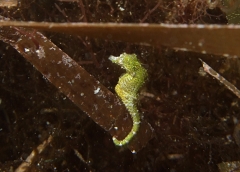 Dwarf Seahorse (Hippocampus zosterae)