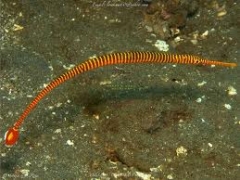 yellow banded pipefish ( Doryrhamphus pessuliferus )