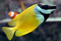 Foxface Rabbitfish (Siganus vulpinus)