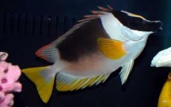 magnificent foxface (Siganus magnificus )