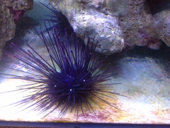 Sea Urchin