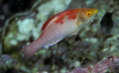 Cirrhilabrus (Fairy Wrasses)