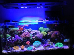 Coral Reef Tank