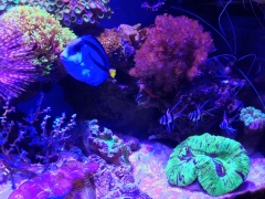 Coral Reef Tank