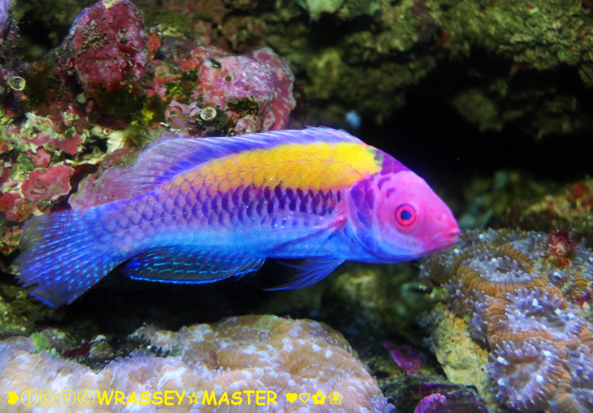 Orange Back Fairy Wrasse (Cirrhilabrus aurantidorsalis) - Members