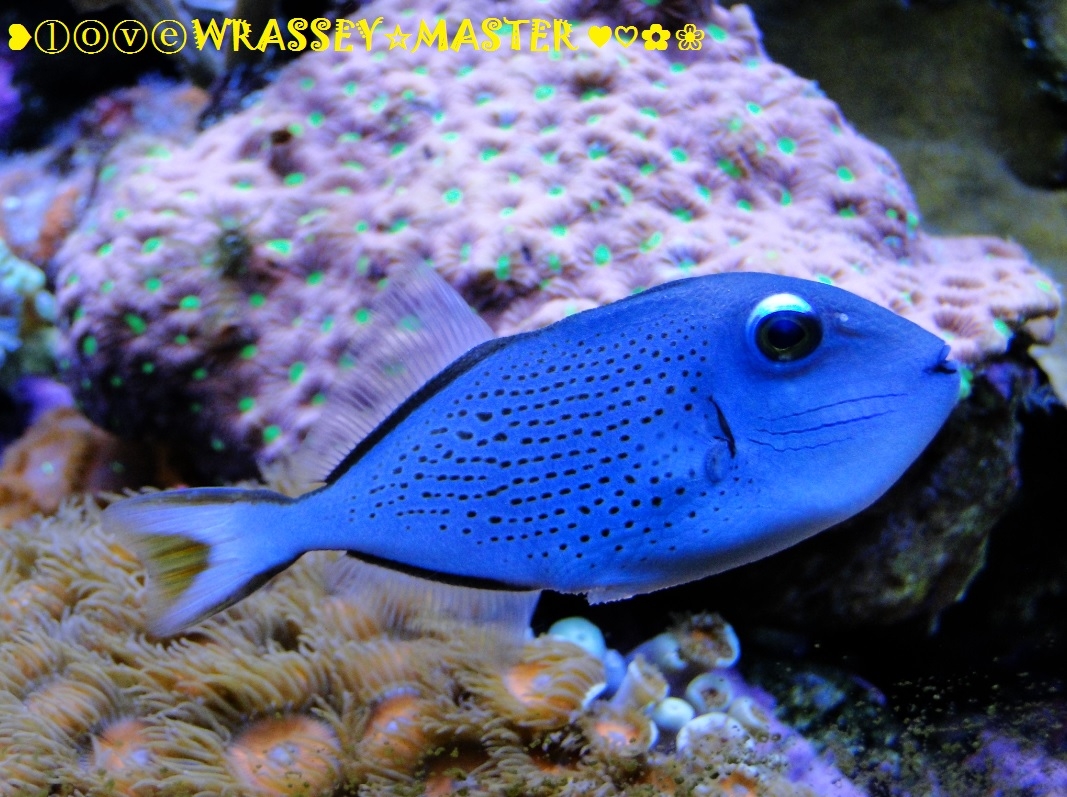 sargassum triggerfish