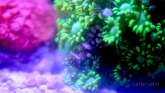 Anemone Shrimp