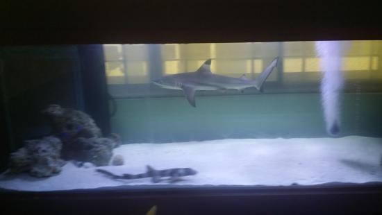 pet black tip reef shark