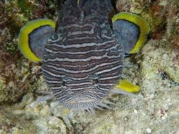 Splendid Toadfish (Sanopus splendidus)