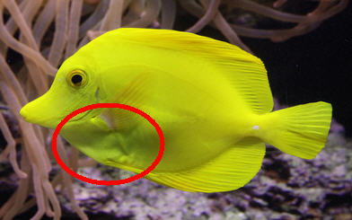 Bumps under the skin of my yellow tang - Disease treatment/parasite/pest  control - Singapore Reef Club - The number one resources portal and  community for all saltwater reef aquarium keeping hobby in